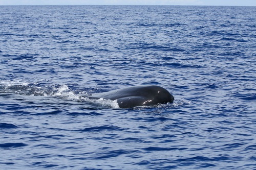 蓝狮平台注册:科学家尝试破译抹香鲸语言